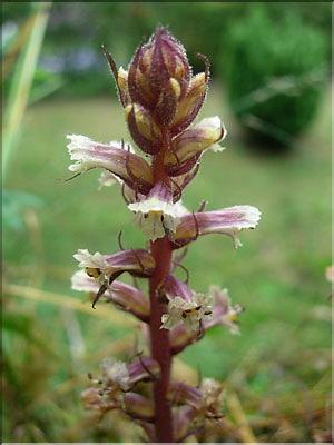 Orobanche_minor1789