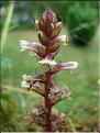Orobanche_minor1789
