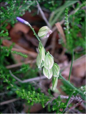 Polygala_vulgaris1865