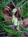 Polygala_vulgaris1865