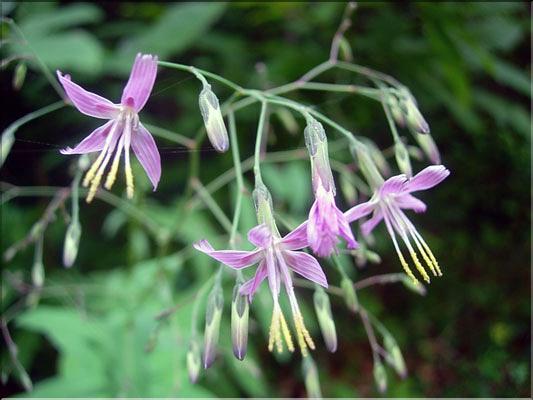 Prenanthes_purpurea1881
