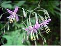 Prenanthes_purpurea1881