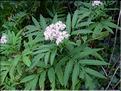 Sambucus_ebulus1989