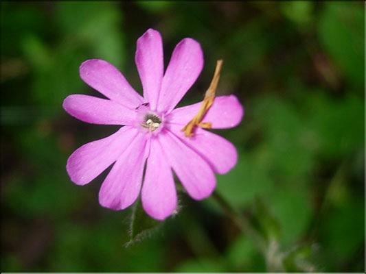 Silene_dioica1983