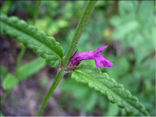 Stachys_officinalis1859
