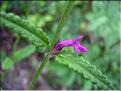Stachys_officinalis1859