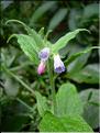 Symphytum_officinale1782