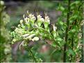 Teucrium_scorodonia1854