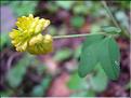 Trifolium_aureum1807