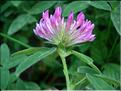 Trifolium_medium1885