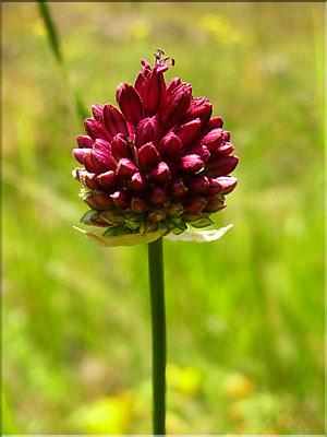 Allium_sphaerocephal1281