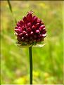 Allium_sphaerocephal1281