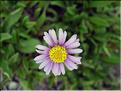 Aster_alpinus1321