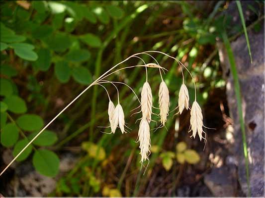 Bromus_sp1242