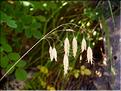 Bromus_sp1242