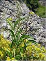 Bupleurum_falcatum1333
