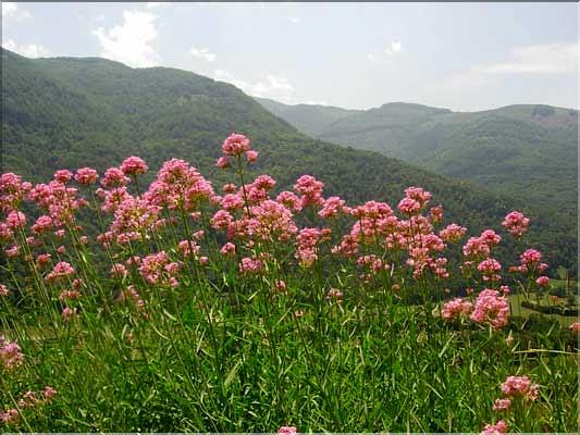 Centranthus_lecoqii1340