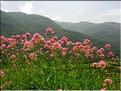 Centranthus_lecoqii1340