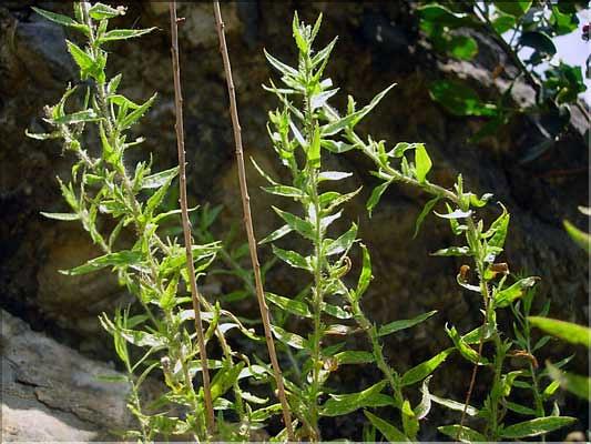 Chiliadenus_saxatili1302