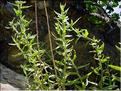 Chiliadenus_saxatili1302