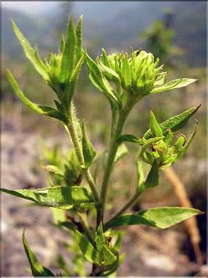 Chiliadenus_saxatili1330