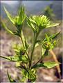 Chiliadenus_saxatili1330
