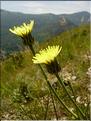 Crepis_albida1336