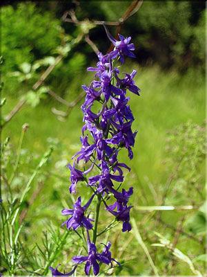 Delphinium_verdunens1245