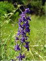 Delphinium_verdunens1245