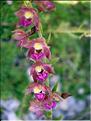Epipactis_atrorubens1298