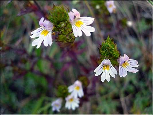 Euphrasia_salisburge1287