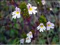 Euphrasia_salisburge1287