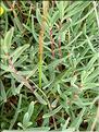 Gypsophila_repens1290