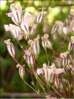 Gypsophila_repens1291