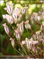 Gypsophila_repens1291