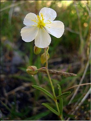 Helianthemeum_apenni1264