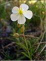 Helianthemeum_apenni1264