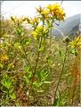 Hypericum_perforatum1278
