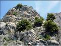 Juniperus_thurifera1311