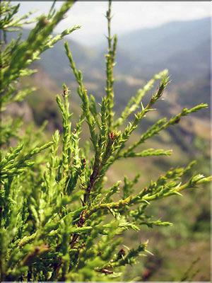 Juniperus_thurifera1326