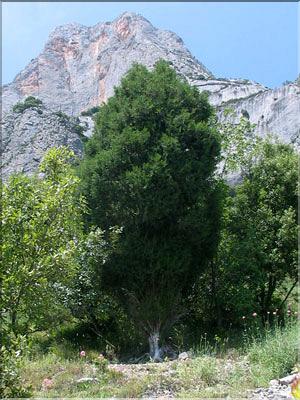 Juniperus_thurifSP