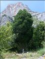 Juniperus_thurifSP