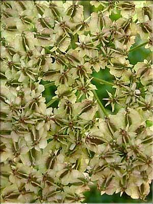 Laserpitium_siler1310