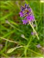 Lavandula_angustifol1315