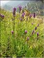 Lavandula_angustifol1319