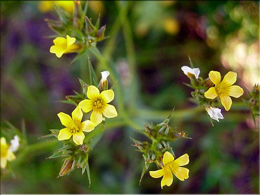 Linum_strictum1253