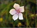 Linum_tenuifolium1293