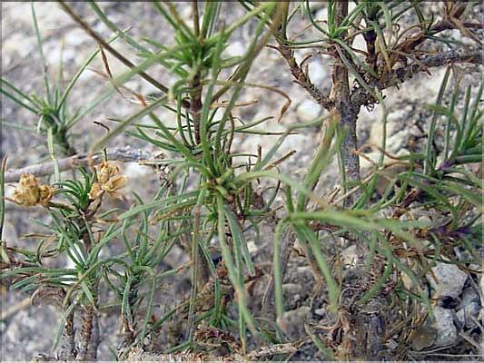Plantago_sempervirens1334