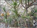Plantago_sempervirens1334