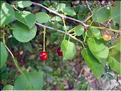 Prunus_mahaleb1348